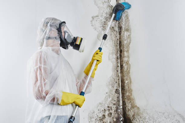 Best Same-Day Mold Removal  in Baker, MT