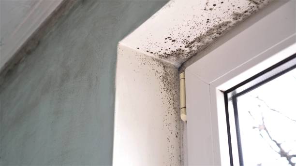 Office Mold Removal Services in Baker, MT