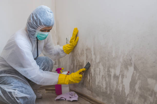 Best Mold Damage Repair  in Baker, MT