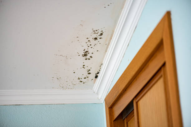 Best Toxic Mold Removal  in Baker, MT