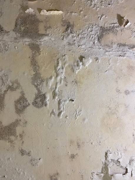 Trusted Baker, MT Mold Removal Experts