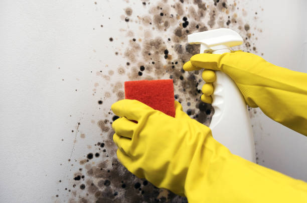 Best Toxic Mold Removal  in Baker, MT