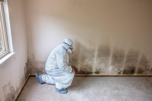 Best Office Mold Removal Services  in Baker, MT