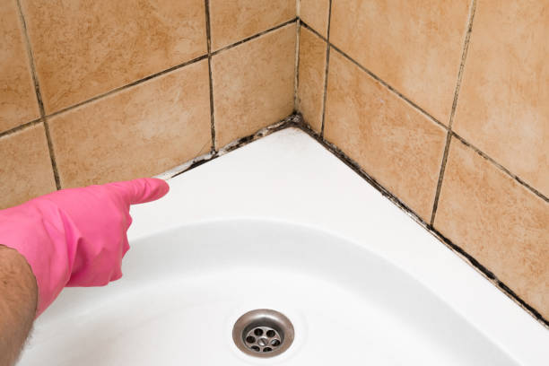 Best Local Mold Removal Service  in Baker, MT